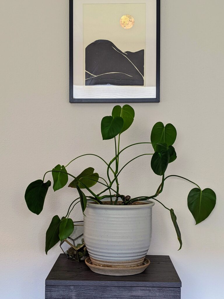 image of potted plant on a desk